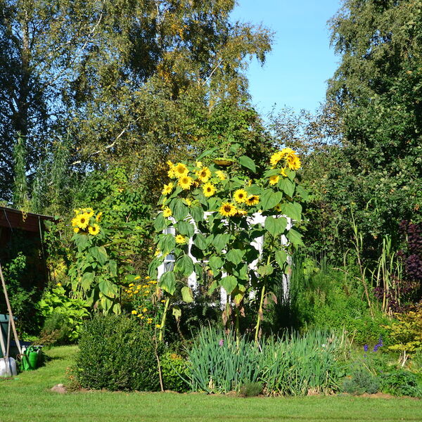 Der Garten